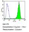 Prostaglandin E Synthase 3 antibody, MA3-414, Invitrogen Antibodies, Flow Cytometry image 