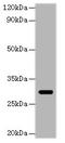 Granzyme B antibody, A55359-100, Epigentek, Western Blot image 