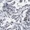 Nuclear FMR1 Interacting Protein 1 antibody, FNab05910, FineTest, Immunohistochemistry frozen image 