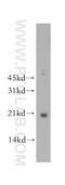 MAF BZIP Transcription Factor F antibody, 12771-1-AP, Proteintech Group, Western Blot image 