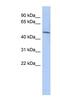 Leucine Rich Repeat Containing 42 antibody, NBP1-56701, Novus Biologicals, Western Blot image 
