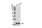 Parkinsonism Associated Deglycase antibody, 5560S, Cell Signaling Technology, Western Blot image 