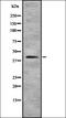 SOX7 antibody, orb337661, Biorbyt, Western Blot image 