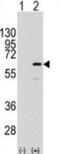 ETS Transcription Factor ELK1 antibody, abx032776, Abbexa, Western Blot image 