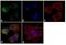 Transglutaminase 2 antibody, LF-MA0093, Invitrogen Antibodies, Immunofluorescence image 