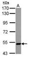 Zinc Finger Protein 329 antibody, GTX122136, GeneTex, Western Blot image 