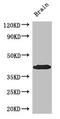 SAM Pointed Domain Containing ETS Transcription Factor antibody, orb46131, Biorbyt, Western Blot image 