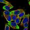 Zinc Finger Protein 501 antibody, HPA044161, Atlas Antibodies, Immunocytochemistry image 