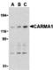 Caspase Recruitment Domain Family Member 11 antibody, MBS151587, MyBioSource, Western Blot image 
