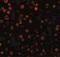 Defender Against Cell Death 1 antibody, NBP1-77197, Novus Biologicals, Immunocytochemistry image 