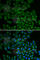 Serum/Glucocorticoid Regulated Kinase 1 antibody, A1025, ABclonal Technology, Immunofluorescence image 