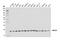 Ubiquitin Conjugating Enzyme E2 G2 antibody, 63182S, Cell Signaling Technology, Western Blot image 