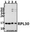 Ribosomal Protein L30 antibody, A06994-2, Boster Biological Technology, Western Blot image 