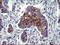 Interleukin-1 alpha antibody, TA506848S, Origene, Immunohistochemistry frozen image 