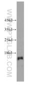 NADH:Ubiquinone Oxidoreductase Subunit S5 antibody, 66053-1-Ig, Proteintech Group, Western Blot image 