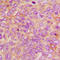 DNA Fragmentation Factor Subunit Alpha antibody, LS-C352123, Lifespan Biosciences, Immunohistochemistry frozen image 