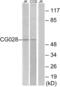 Vacuolar fusion protein CCZ1 homolog B antibody, abx015274, Abbexa, Western Blot image 