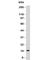 Small Ubiquitin Like Modifier 3 antibody, V7091-100UG, NSJ Bioreagents, Western Blot image 