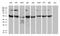 Glutamyl-TRNA Synthetase 2, Mitochondrial antibody, LS-C792494, Lifespan Biosciences, Western Blot image 
