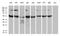 GluRS antibody, LS-C792494, Lifespan Biosciences, Western Blot image 