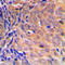 COP9 Signalosome Subunit 3 antibody, LS-C353067, Lifespan Biosciences, Immunohistochemistry paraffin image 