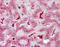 Axin 2 antibody, TA318697, Origene, Immunohistochemistry paraffin image 