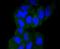 Phosphoribosylglycinamide Formyltransferase, Phosphoribosylglycinamide Synthetase, Phosphoribosylaminoimidazole Synthetase antibody, A06061-1, Boster Biological Technology, Immunocytochemistry image 