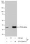 Protein Phosphatase 2 Catalytic Subunit Alpha antibody, GTX130434, GeneTex, Immunoprecipitation image 