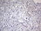 Adiponectin, C1Q And Collagen Domain Containing antibody, LS-C339231, Lifespan Biosciences, Immunohistochemistry paraffin image 