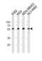 Nuclear Pore Complex Interacting Protein Family Member B15 antibody, abx034938, Abbexa, Western Blot image 