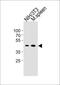 Cyclin B1 antibody, PA5-35245, Invitrogen Antibodies, Western Blot image 