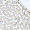 Centrin 3 antibody, PA5-76344, Invitrogen Antibodies, Immunohistochemistry paraffin image 