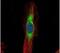 Scinderin antibody, PA5-22243, Invitrogen Antibodies, Immunofluorescence image 