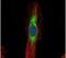 Adseverin antibody, PA5-22243, Invitrogen Antibodies, Immunofluorescence image 