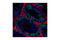 Piwi Like RNA-Mediated Gene Silencing 2 antibody, 2071S, Cell Signaling Technology, Immunofluorescence image 