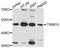 Tripartite Motif Containing 15 antibody, STJ113327, St John