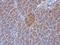 G Protein Subunit Alpha O1 antibody, NBP2-16703, Novus Biologicals, Immunohistochemistry paraffin image 