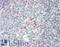 Eukaryotic Translation Initiation Factor 2 Subunit Alpha antibody, LS-B11819, Lifespan Biosciences, Immunohistochemistry frozen image 