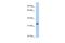 Purine Rich Element Binding Protein G antibody, A14066, Boster Biological Technology, Western Blot image 