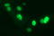 Chromatin assembly factor 1 subunit B antibody, TA506840S, Origene, Immunofluorescence image 