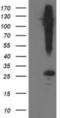 Synaptosome Associated Protein 25 antibody, NBP2-00795, Novus Biologicals, Western Blot image 