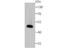 Wnt Family Member 2B antibody, A04879, Boster Biological Technology, Western Blot image 