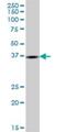 Glycerol-3-Phosphate Dehydrogenase 1 Like antibody, H00023171-B01P, Novus Biologicals, Western Blot image 