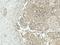 CREB Binding Protein antibody, LS-C774574, Lifespan Biosciences, Immunohistochemistry frozen image 