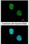 WD Repeat Domain 4 antibody, PA5-30991, Invitrogen Antibodies, Immunofluorescence image 