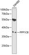 Serine/threonine-protein phosphatase PP1-beta catalytic subunit antibody, 15-047, ProSci, Western Blot image 