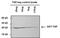 TAP Tag antibody, MA1-108, Invitrogen Antibodies, Western Blot image 