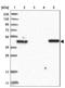 Tripartite Motif Containing 46 antibody, NBP1-82088, Novus Biologicals, Western Blot image 