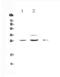 Probetacellulin antibody, A02171-1, Boster Biological Technology, Western Blot image 