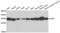 Malate Dehydrogenase 2 antibody, abx004812, Abbexa, Western Blot image 